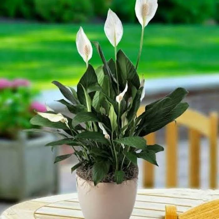 Tanaman Hias Spatuphilum Peace Lily - Tanaman Pembersih Udara