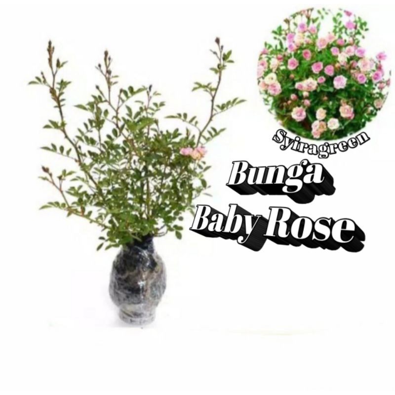 bibit bunga baby rose mawar micro