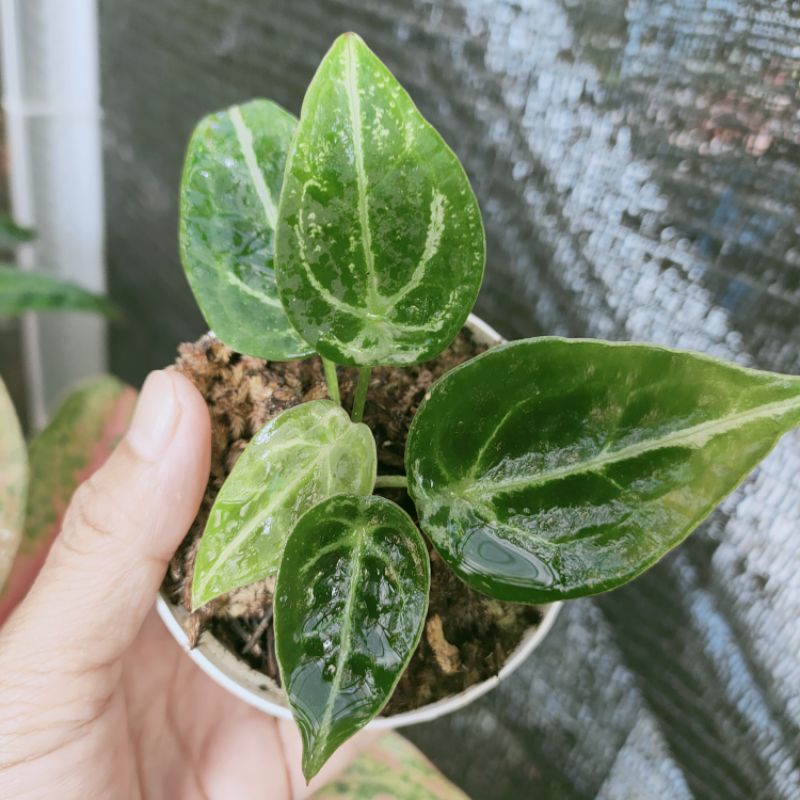 anthurium forgetii ORI split bonggol