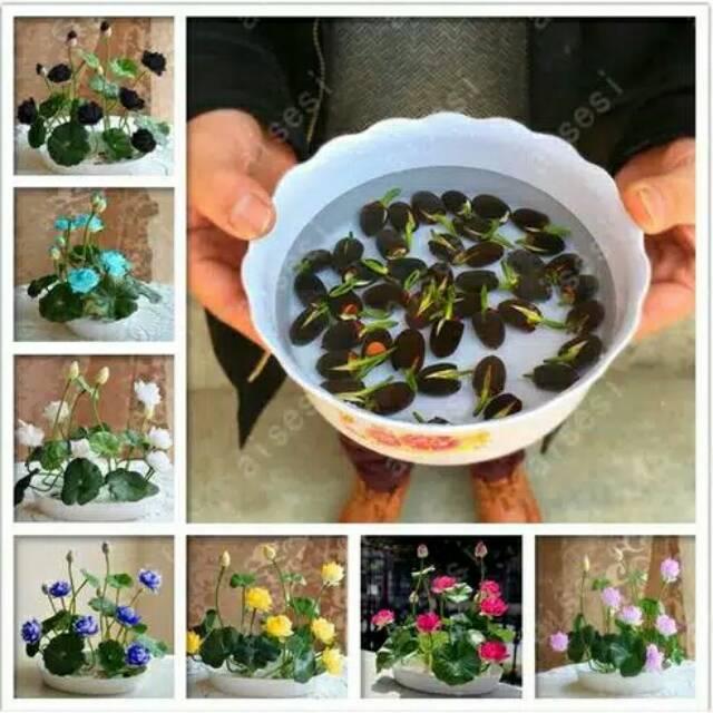 Bonsai bibit harga 1 benih/biji bunga asli / hidup