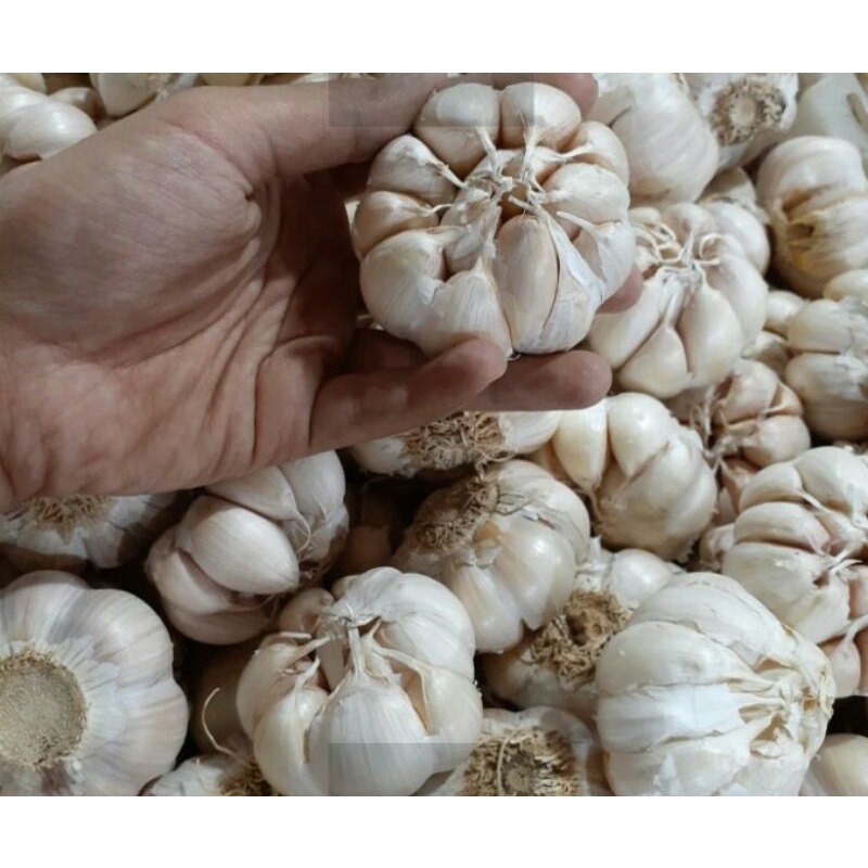 

bawang putih super 250 gr