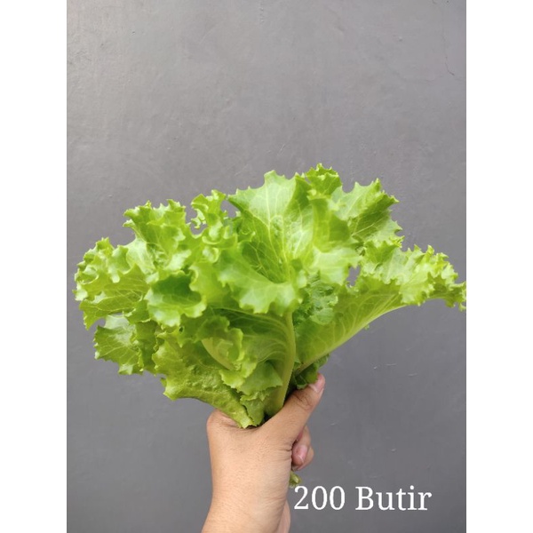 Bibit selada