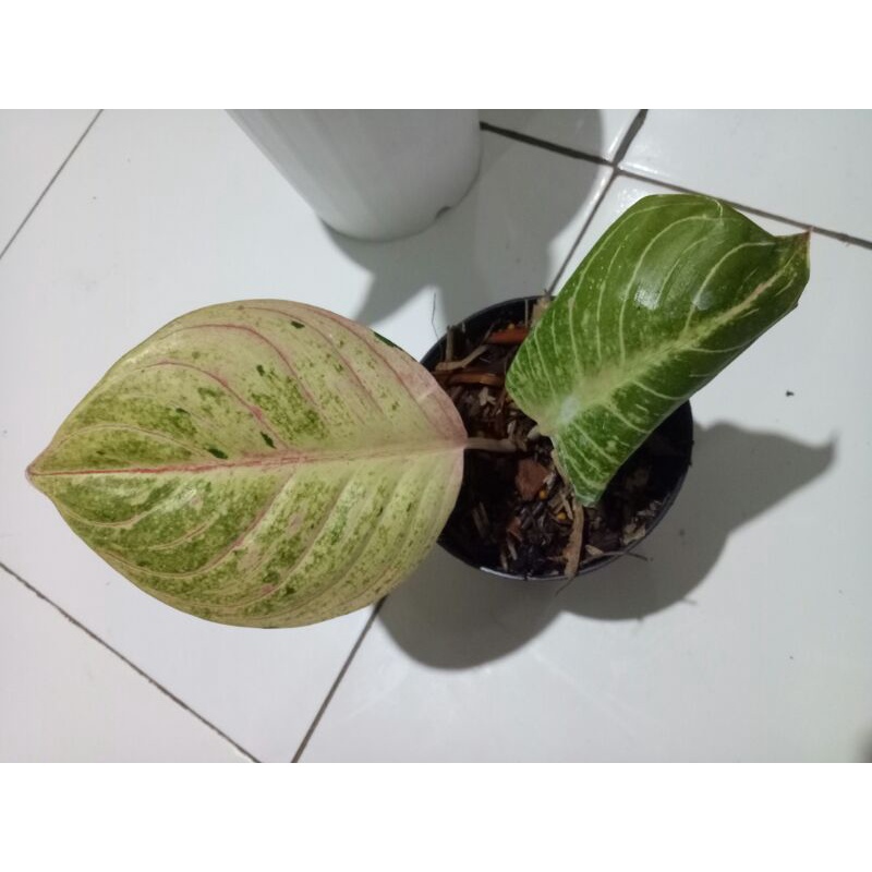 aglonema esmeralda golden