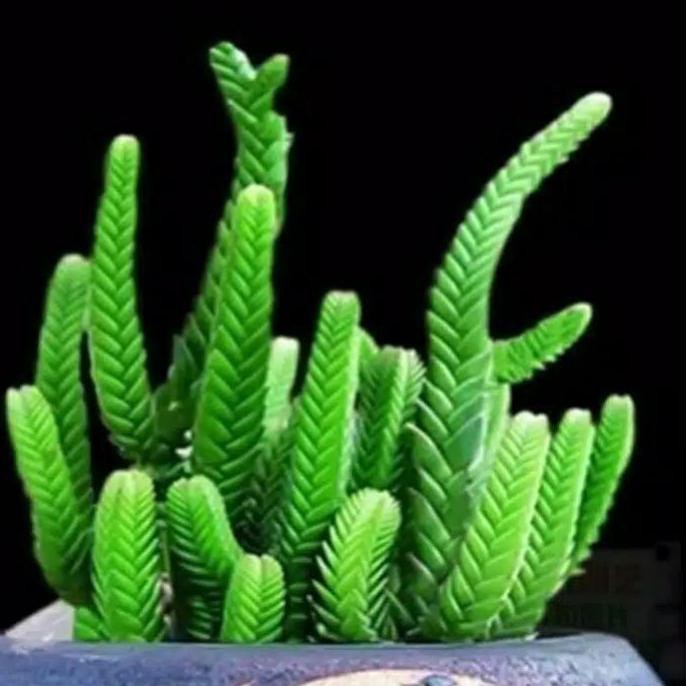 Bagus SUKULEN 500 BIJI BIBIT TANAMAN MINI/BONSAI BUNGA LANGKA .. .. ..