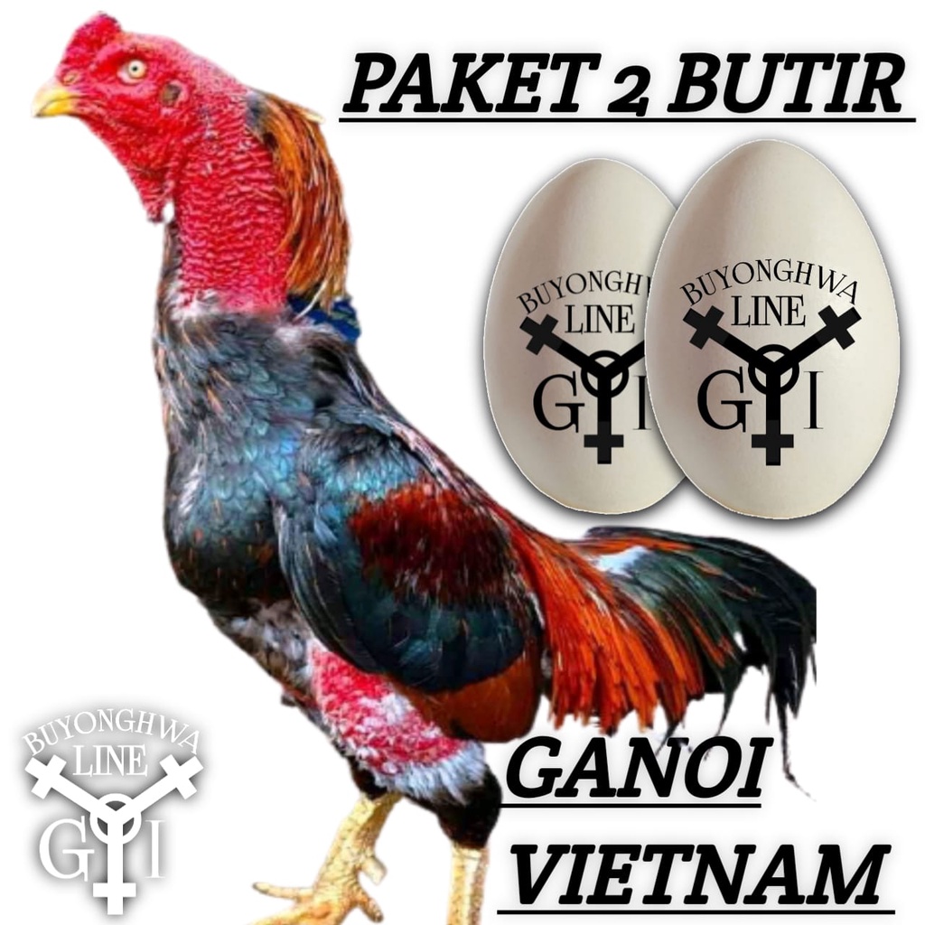 paket 2 butir telur fertil ganoi vietnam ayam bangkok