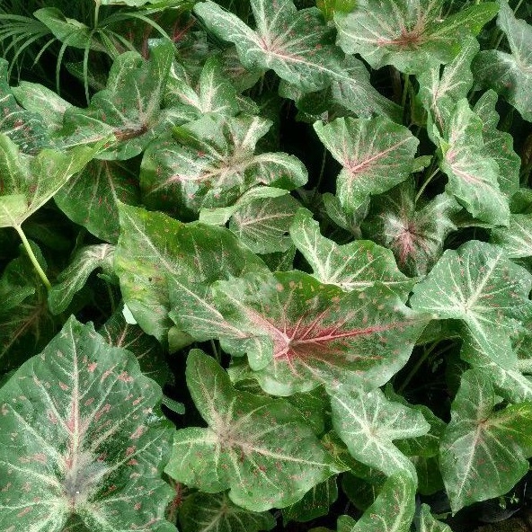 Tanaman Hias Caladium Gingerland / Keladi Gingerland
