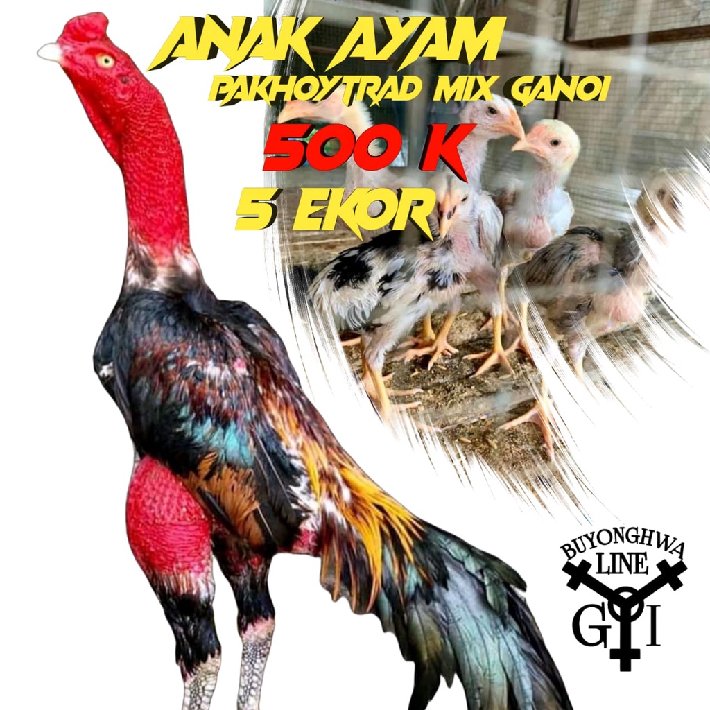 ayam bangkok anak ganoi mix pakhoy 5 ekor usia 3 minggu