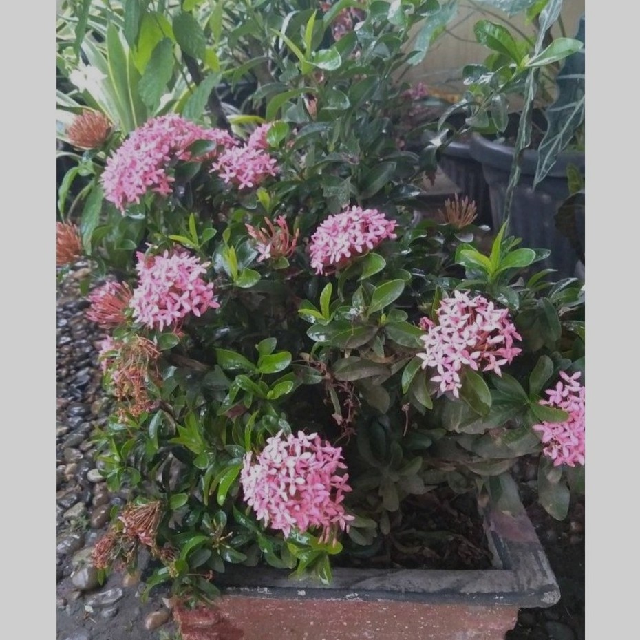 Bunga Asoka Pink Bunga Murah Tanaman Hias Ixora Chinensis Tanaman Hias Harga Terjangkau