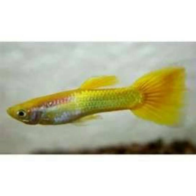 

YELLOW MICARIF |IKAN GUPPY | GUPPY MURAH