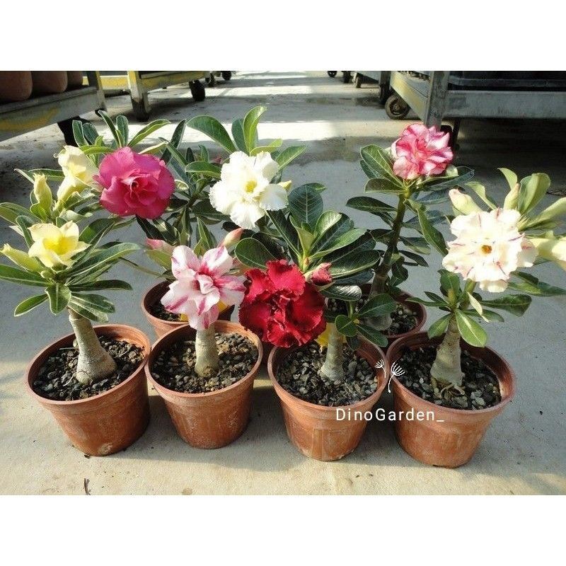 

1 paket 7 bibit Adenium Kamboja Jepang bunga tumpuk