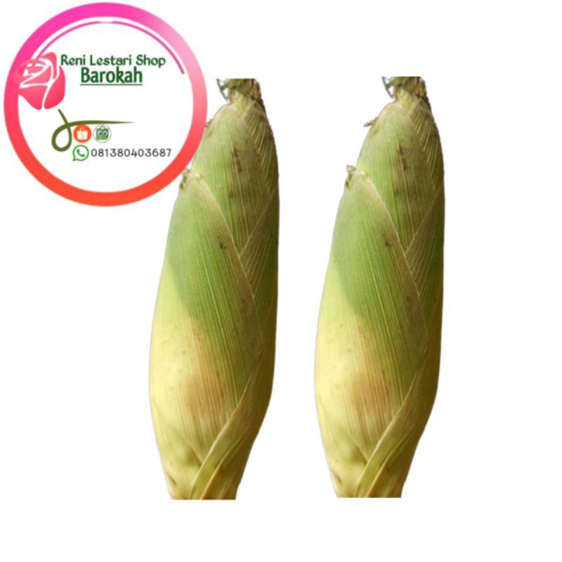 

Jagung Manis