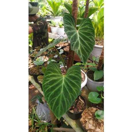 Bibit bonggol Philodendron verrucosum