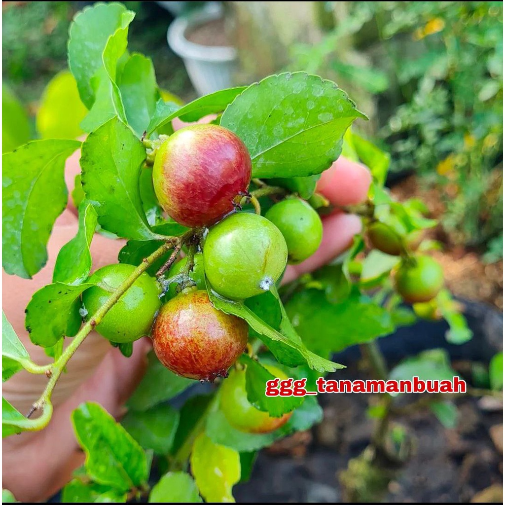 Bibit Cherry Jepang super Bisa Berbuah Dalam Pot