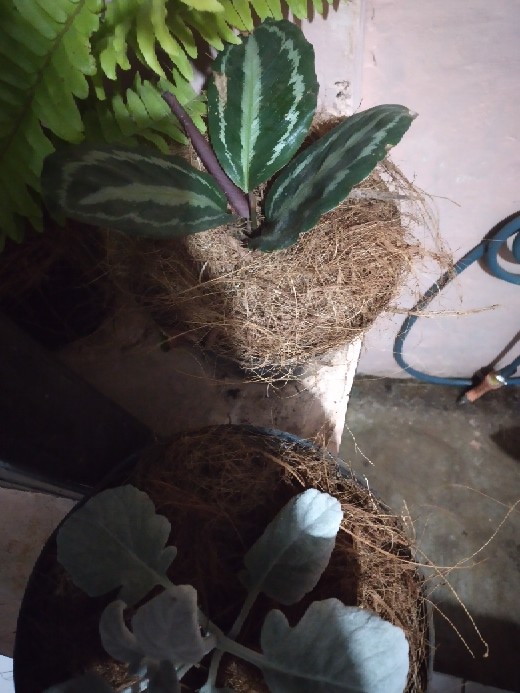 Tanaman Rosemary ( Dapat Di Kosumsi )