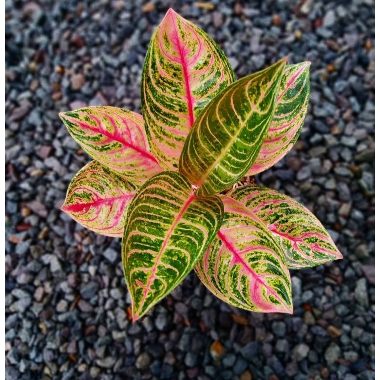 Tanaman hias aglonema madam suroyo