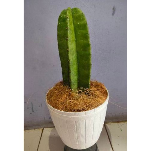 Tanaman hias kaktus koboi - kaktus koboi - tanaman hias kaktus - hiasan taman - kaktus