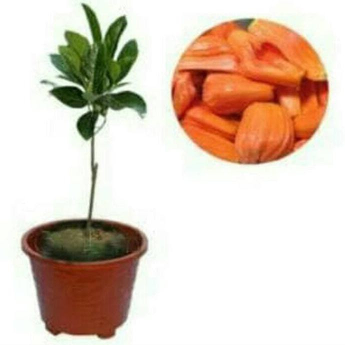PROMO BIBIT NANGKA MERAH MALASYIA MADU BIBIT / BIJI / BENIH XNA