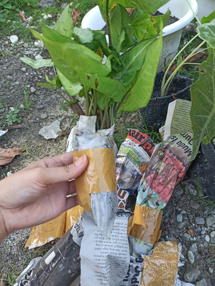 Keladi Syngonium Rayii (min : 10 Plant)