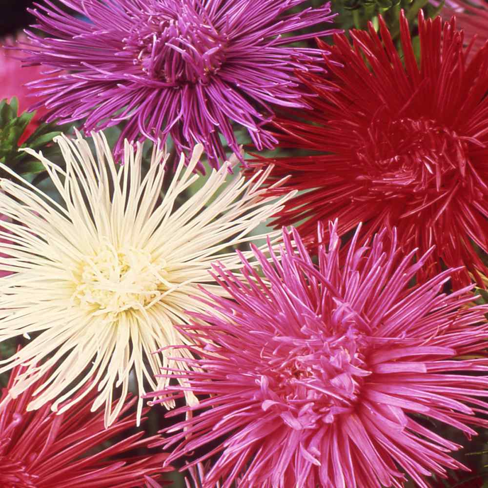 Benih Bibit Biji - Bunga Aster China Giant Ray Mix Needle Type Flower Seeds - IMPORT