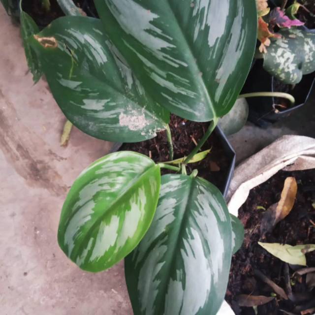 Scindapsus sp Sumatra