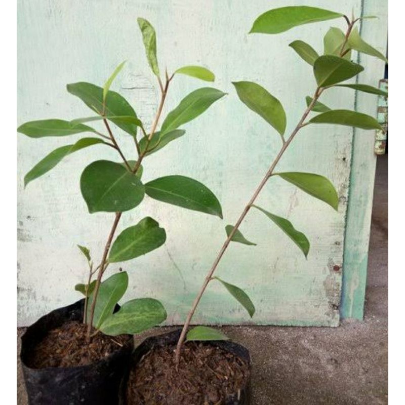 Bibit bahan bonsai Iprik / preh / bibis (Ficus retusa)