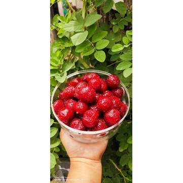

Manisan Buah Malaka 500 gr