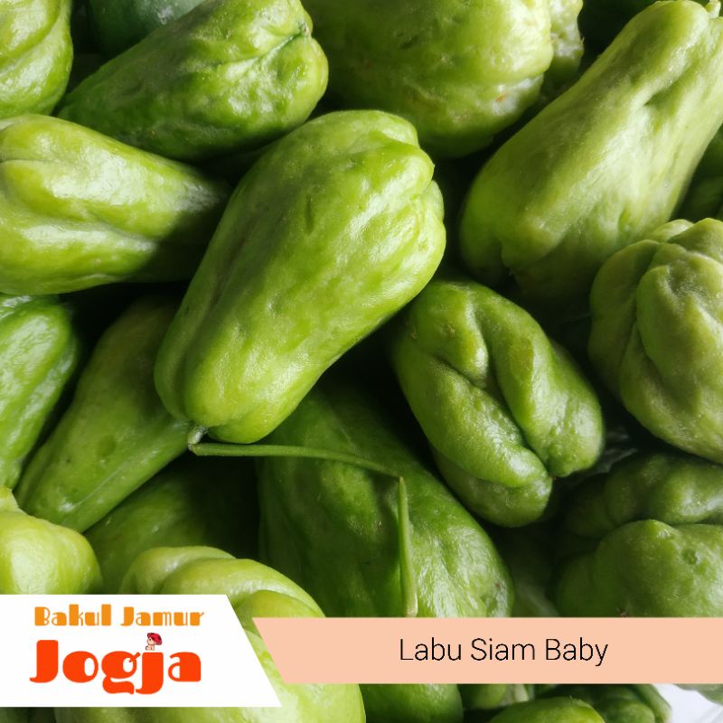 

LABU SIAM BABY/JIPANG BABY (500 gram)