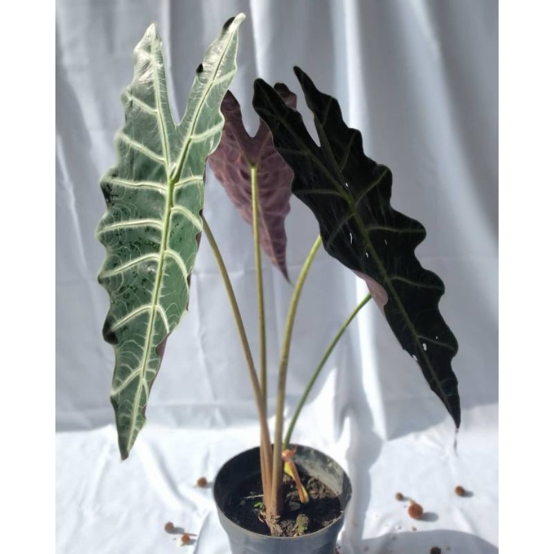 Alocasia Amazonica