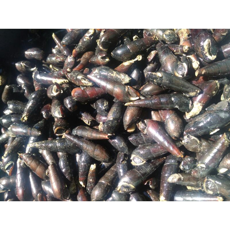 

Siput laut/tutut laut/susuh laut mentah Langkitang hidup 1kg