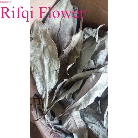 

Kacip Fatimah Kering 50gr Herbal Populer Malaysia Labisia Pumila Utk Kewanitaan & Tradisional Herbal Rifqi Flower