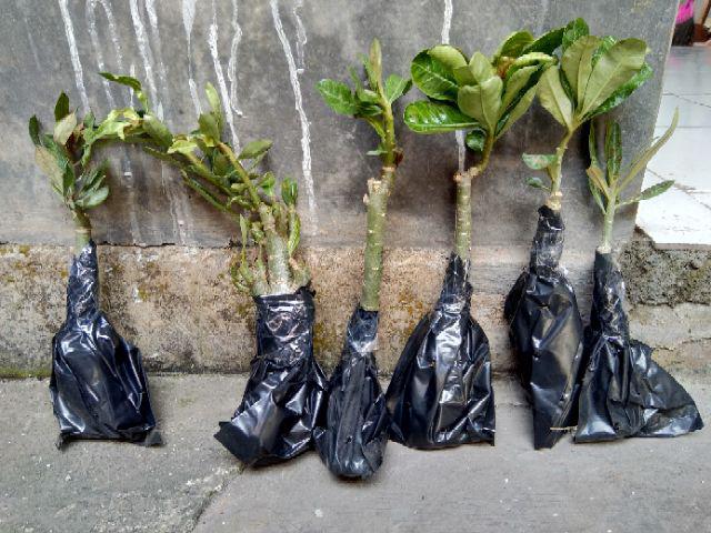 Adenium Tumpuk