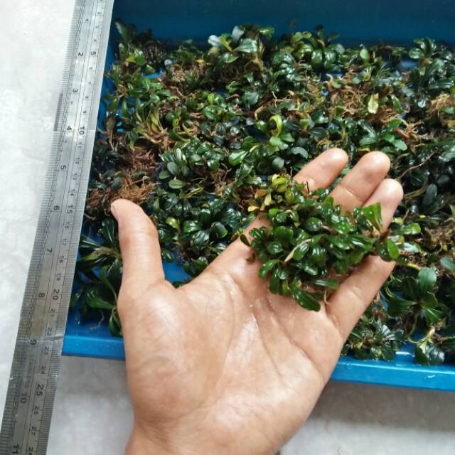  Buce  Buce  phalandra mini  coin tanaman aquascape  per nampan 