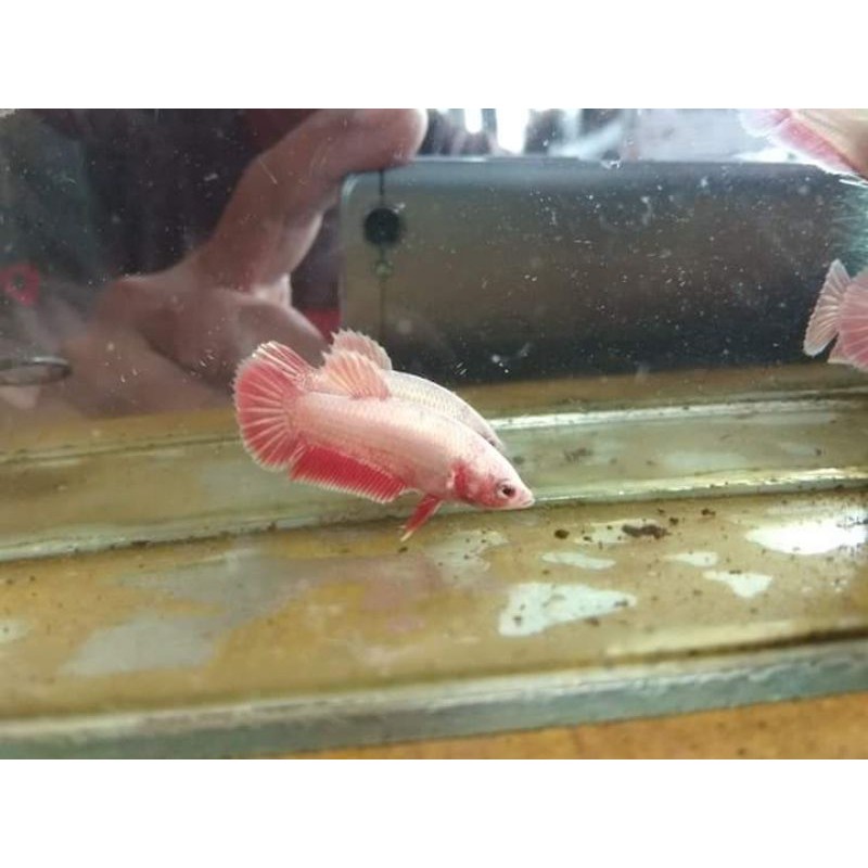 ikan cupang plakat Red Rose Gold (Bahan)