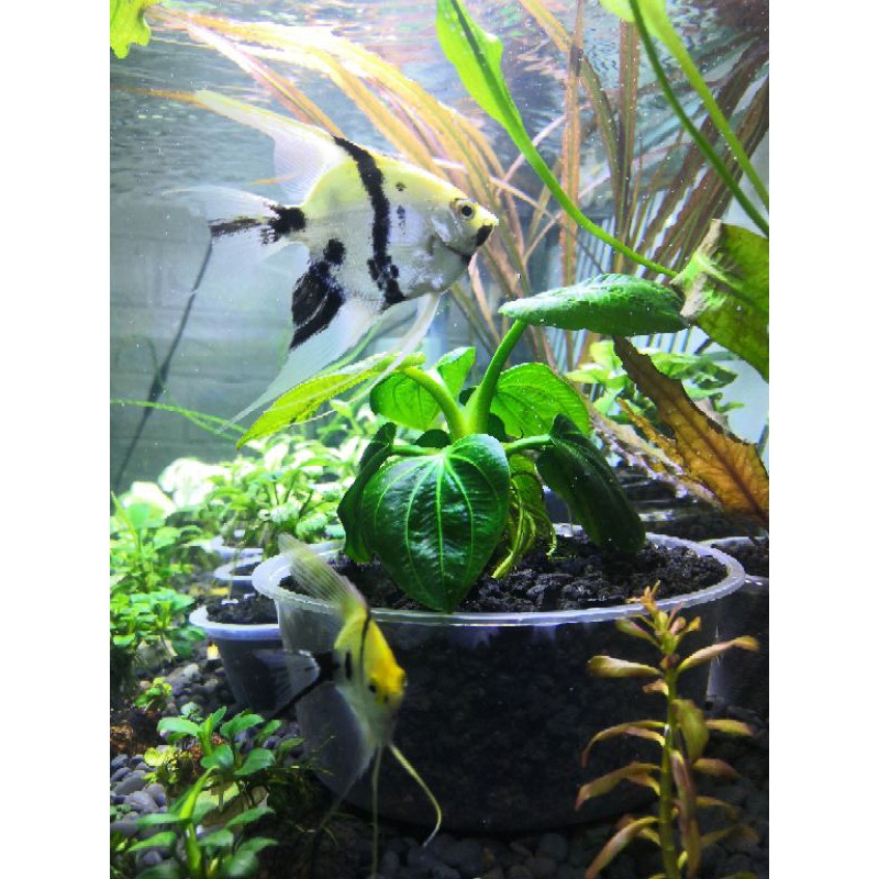 Tanaman Aquascape iguazu 2009