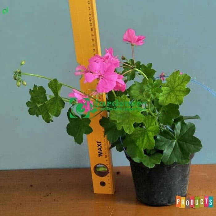 Tanaman hias gantung Geranium bunga pink muda / geranium patriot bright violet -