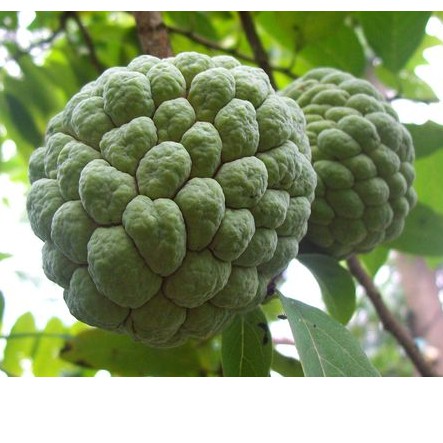 

biji srikaya manis