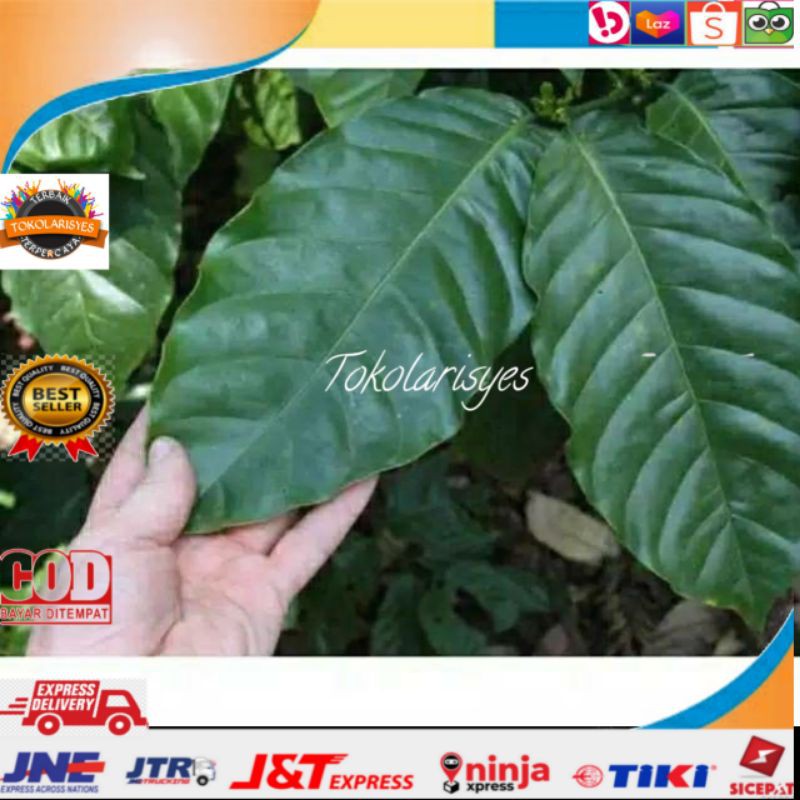 

Daun kopi segar 250 Gram nurah