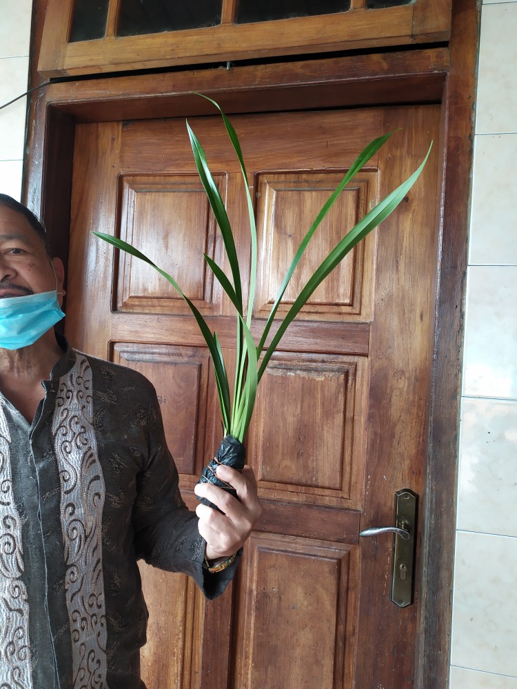 Tanaman Hias Calathea Stromata Atau Sepat Rimbun Murah