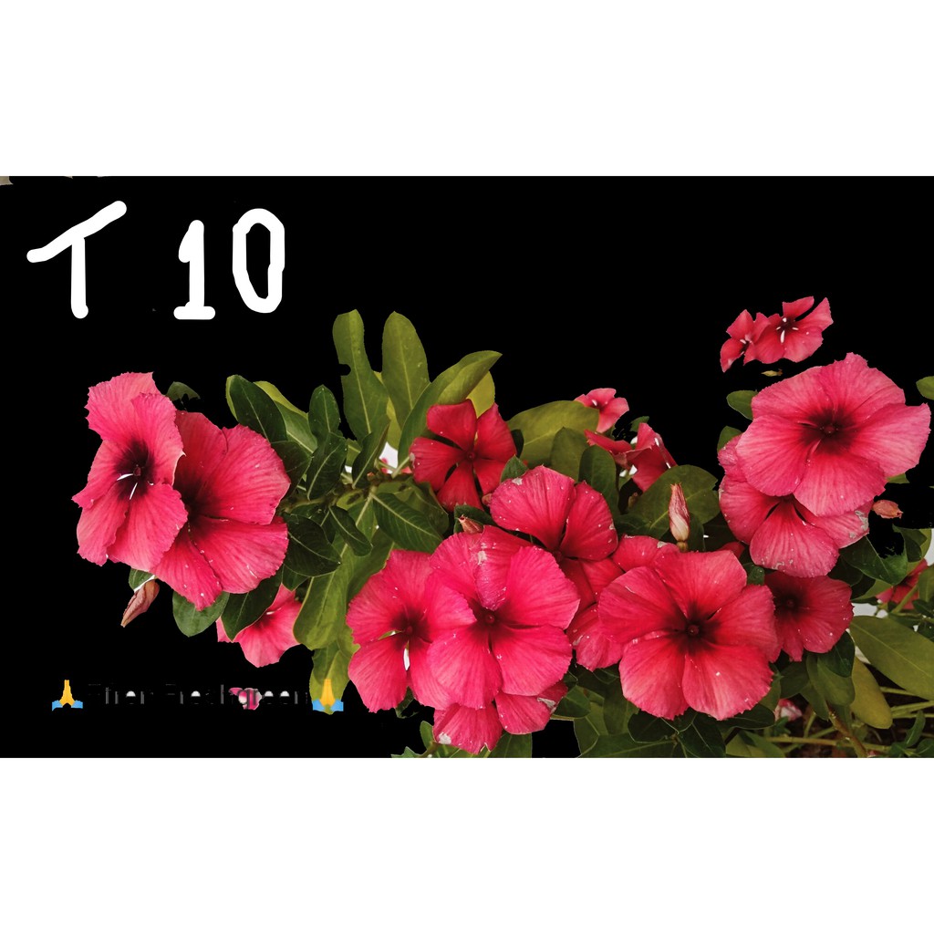 BIJI BUNGA VINCA TEGAK TATTO BLACKCHERRY FRESH SEED