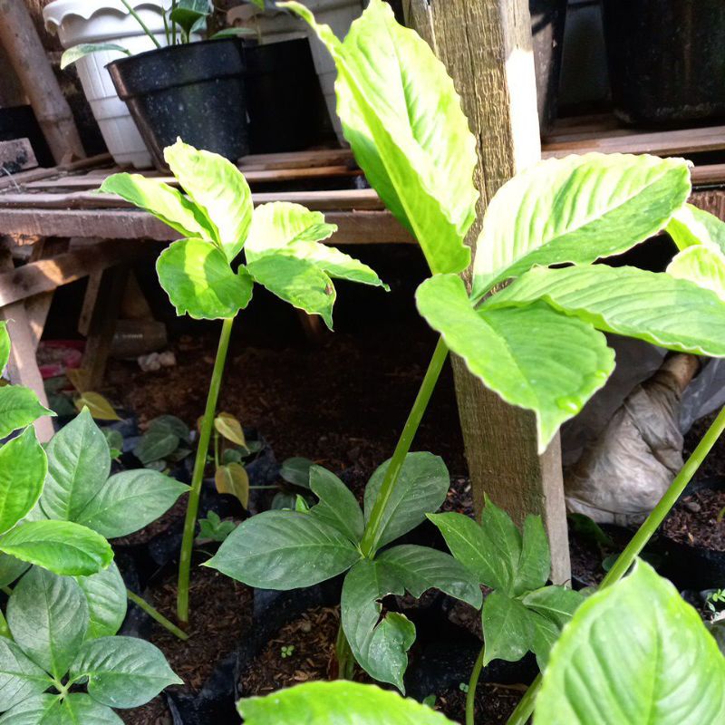 bibit pohon porang murah