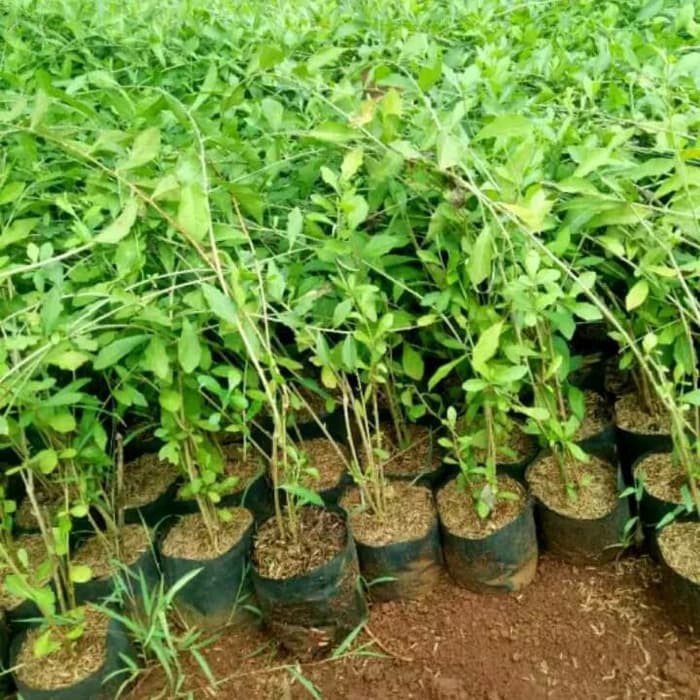 TANAMAN HIAS LEE KWAN YEW / POHON HIAS LEE KWAN YEW / LEE KWAN YEW TANAMAN RAMBAT