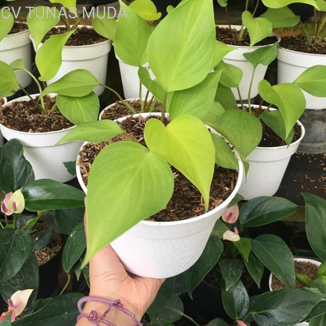 Bunga Homalomena golden