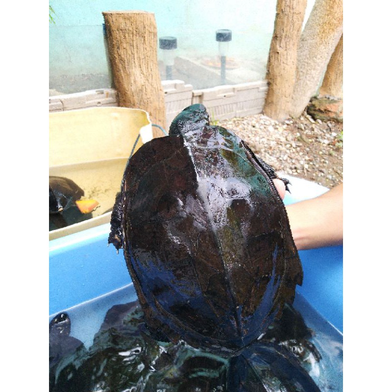 Hiasan Kolam Kura Pipi Putih (Piput)