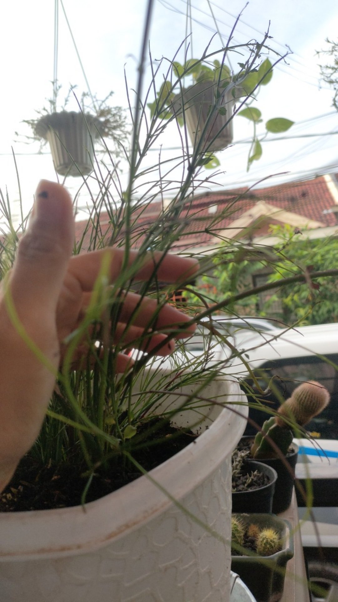 Tanaman Hias Gantung Air Mancur Bunga Putih