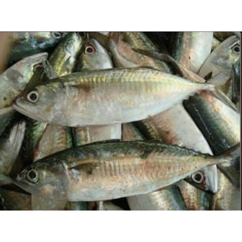 

Ikan Kembung Segar Fresh 500 gram SAYUR GEDEBAGE PRAKTIS ONLINE BANDUNG