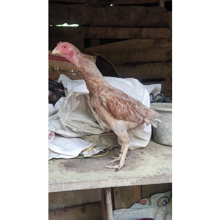 

Telur fertil ayam Biang Yokeree Bl terlaris