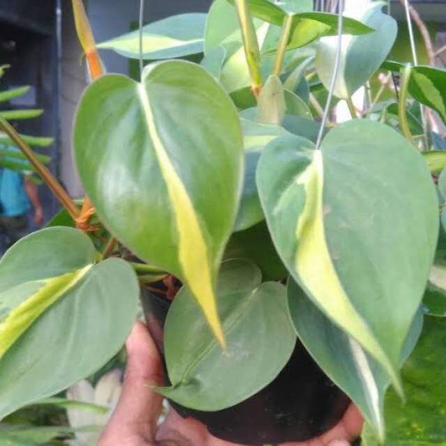 Tanaman Hias Sirih Gading Brazil - Sirih Brazil