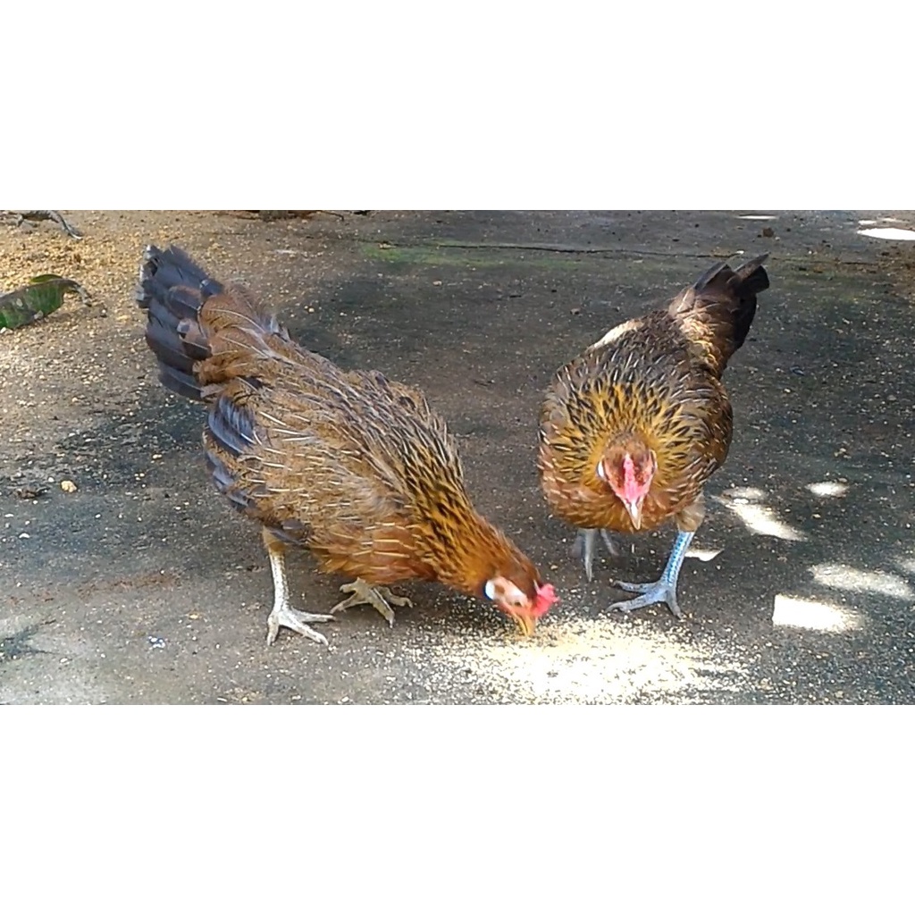 Telur Tetas Ayam Hutan Merah Sumatera AHMS Ayam Brugo