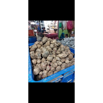 

Biang Kunyit Murah 10kg
