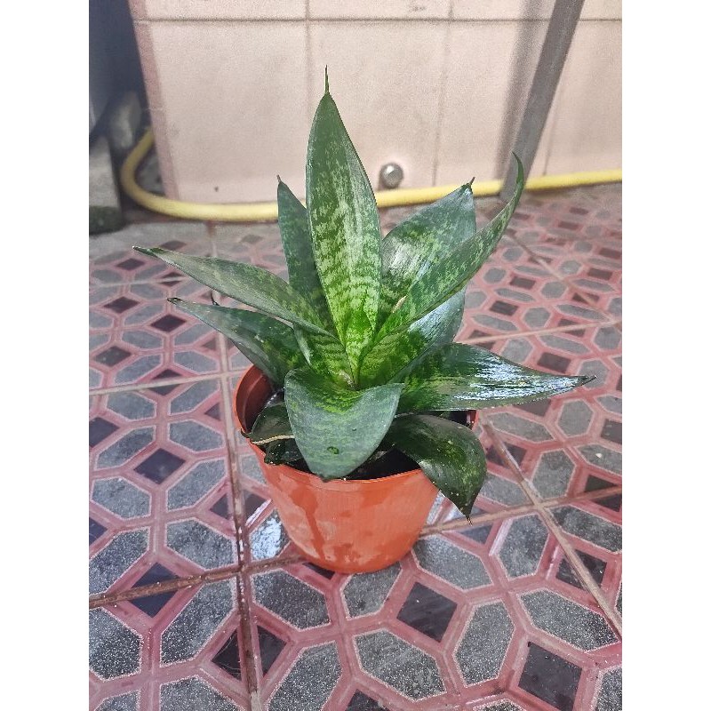 Tanaman hias penyegar udara lidah mertua mini termasuk pot